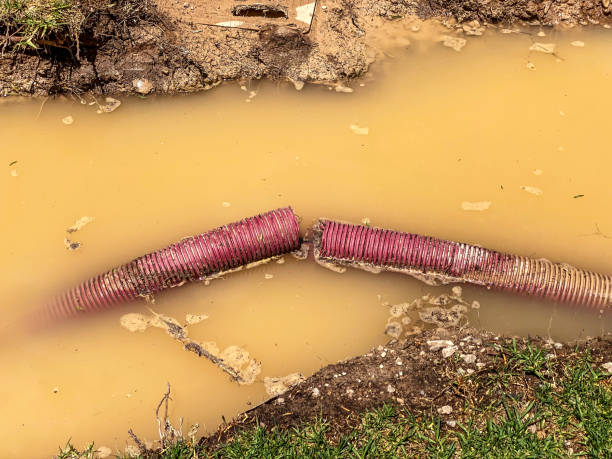Best Mold removal after water damage  in Nash, TX